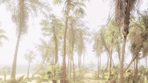 Palm trees on a quiet beach with misty background at morning time Stock Footage 344278953