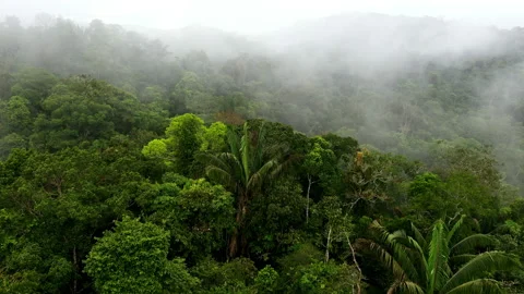 Palm trees in rainforest: a nature background showing a tropical forest canopy Stock Footage 196351256