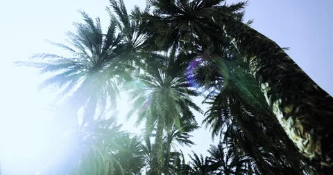Palm trees reach for the bright sky in a peaceful tropical paradise Stock Footage 318417679