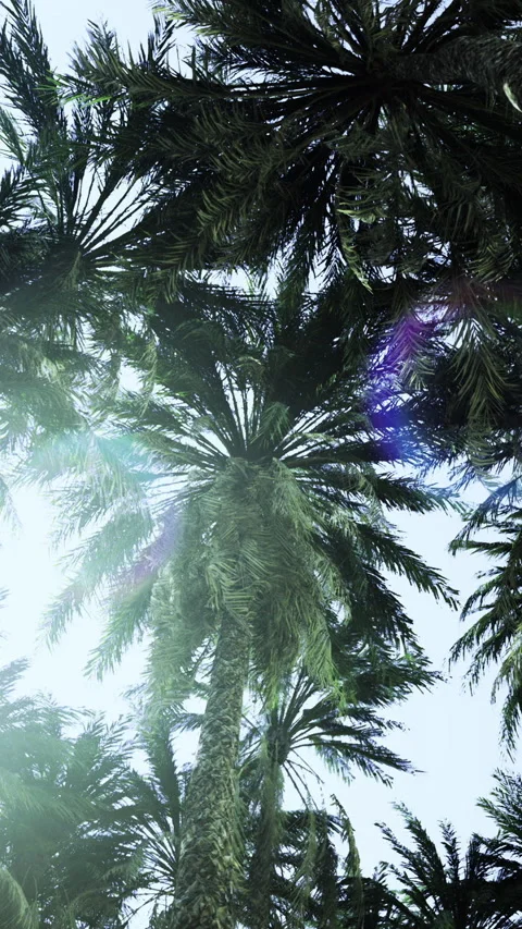 Palm trees reach for the bright sky in a peaceful tropical paradise Video stock 329172880