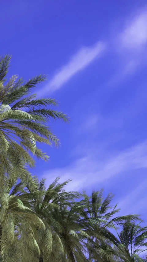 Palm trees reach toward blue sky with white clouds in the background Stock Footage 334171261