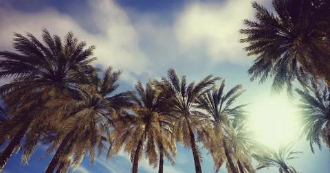 Palm trees reaching for a bright sky in a tranquil tropical setting Stock Illustration