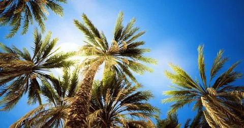 Palm trees reaching for the bright sun against a clear blue sky Stock Illustration