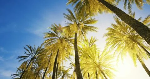Palm trees reaching toward the bright blue sky under warm sunlight Stock Illustration
