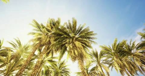 Palm trees reaching towards a clear blue sky during bright daylight Stock Illustration