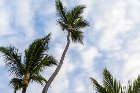 Palm trees reaching towards a cloudy sky in a tropical location during daylight Stock Photos
