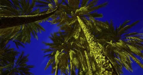 Palm trees reaching towards a night sky in a tropical setting Stock Illustration