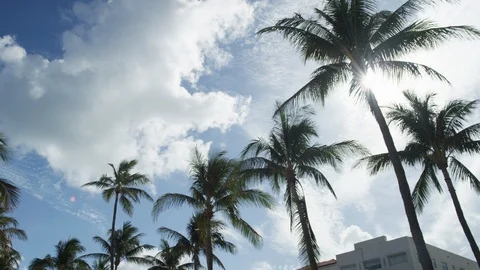 Palm trees RED 5K.R3D looking up and circling cloudy slowmo Stock Footage 103031511
