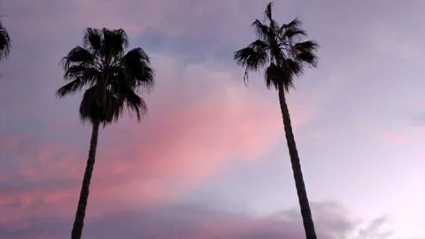 Palm trees red clouds Stock Photos