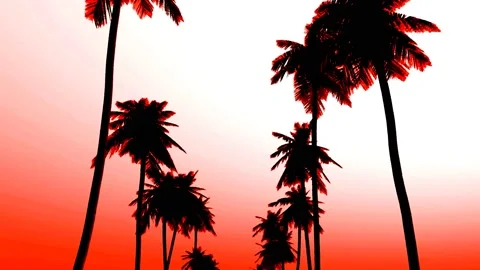 Palm trees - Red Stock Footage 142590466