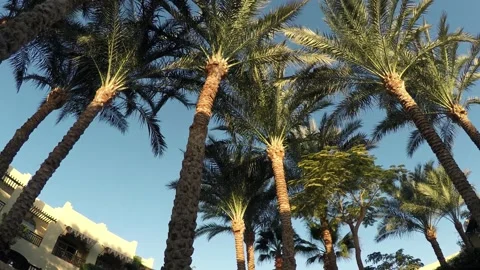 Palm trees at the Red Sea coast resort Stock Footage 317549072