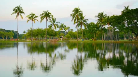 Palm Trees Reflected in a Pond in Southeast Asia Video stock 48699417