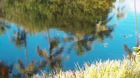 Palm trees reflected in a river 動画素材 128094069