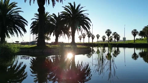 Palm Trees Reflected on a Serene Pond in Montevideo Stock Footage 296922756