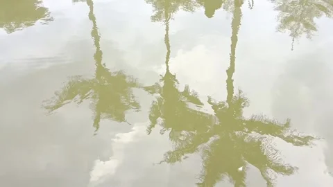 Palm trees reflected in still muddy pond Stock Footage 335430569