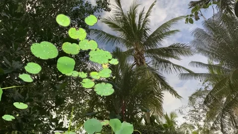 Palm Trees Reflected on Surface of Pond Stock Footage 228426914