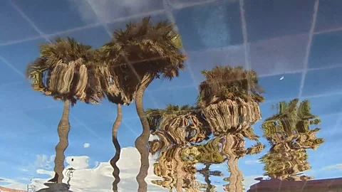 Palm trees reflected in water Stock Footage 329103720