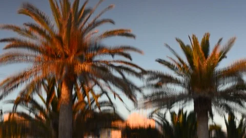 Palm trees reflected in the water surface of a swimming pool. Abstract Stock-Footage 100758606