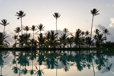 Palm trees reflecting in infinity pool at sunrise in colombia 스톡 사진