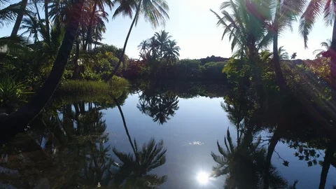 Palm trees reflecting in pool Stock Footage 96465283