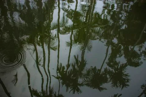 Palm trees reflection in dark green pond Stock Photos