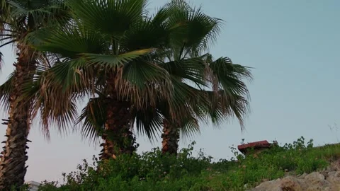 Palm Trees Reflection Stock Footage 339707175