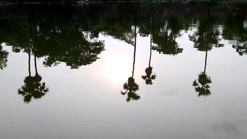 Palm trees reflection on sunset pond Stock Footage 109787887