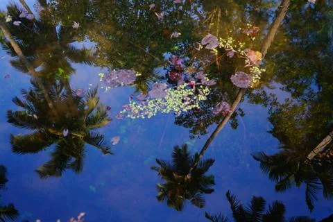 Palm trees reflection in the water. Stock Photos