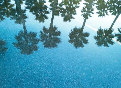 Palm trees reflection on water Фото