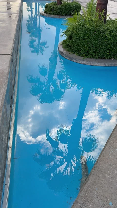 Palm trees reflections Stock Footage 339747589