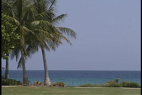 Palm Trees on resort beach Stock Footage 140388