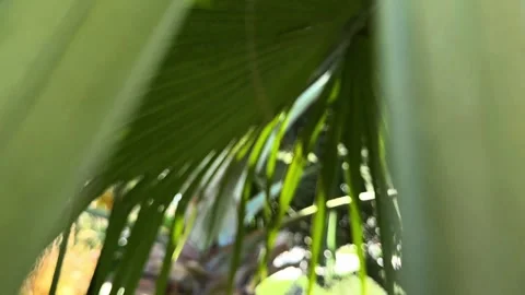 Palm trees in the resort, palm trees leaves with blue  sky Stock Footage 273134738