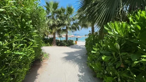 Palm trees in the resort, palm trees leaves with blue  sky Stock Footage 273134742