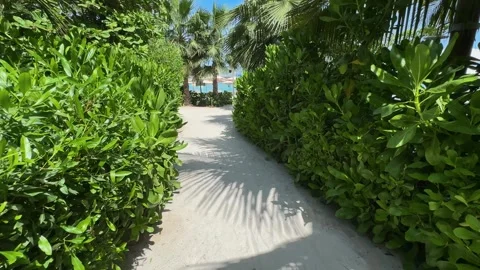 Palm trees in the resort, palm trees leaves with blue  sky Stock Footage 273134746