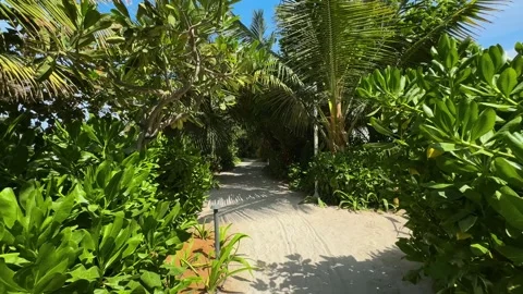Palm trees in the resort, palm trees leaves with blue  sky Stock Footage 273134754