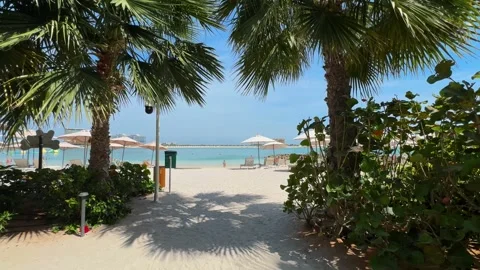 Palm trees in the resort, palm trees leaves with blue  sky Stock Footage 273134756