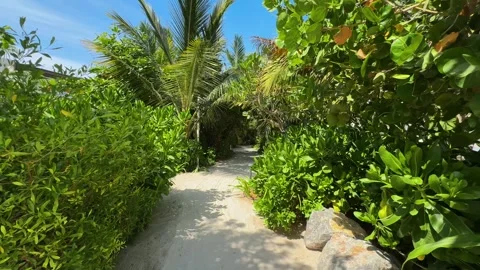 Palm trees in the resort, palm trees leaves with blue  sky Stock Footage 273134757