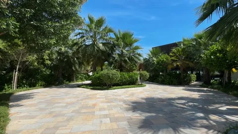 Palm trees in the resort, palm trees leaves with blue  sky Stock Footage 273134762
