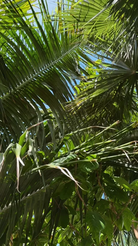 Palm trees in the resort, palm trees leaves with blue  sky Stock Footage 273134763