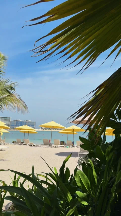 Palm trees in the resort, palm trees leaves with blue  sky Stock Footage 273134775