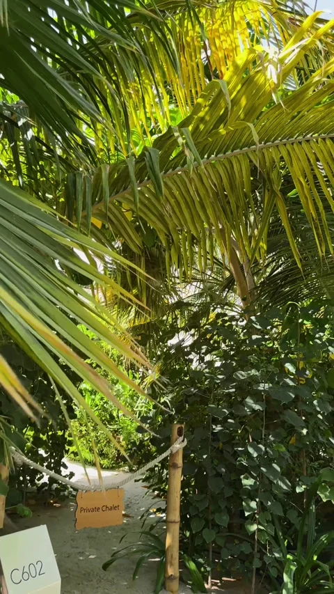 Palm trees in the resort, palm trees leaves with blue  sky Stock Footage 273134776