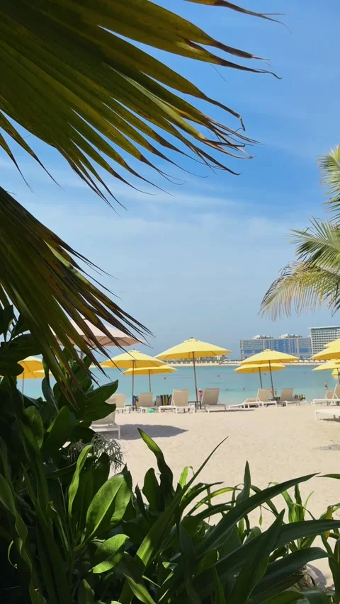 Palm trees in the resort, palm trees leaves with blue  sky Stock Footage 273134777