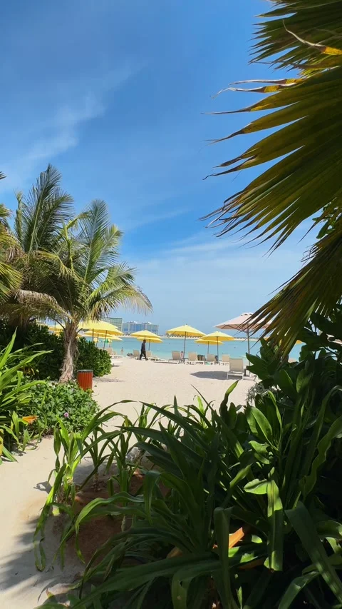 Palm trees in the resort, palm trees leaves with blue  sky Stock Footage 273134778