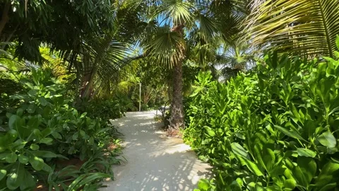 Palm trees in the resort, palm trees leaves with blue  sky Stock Footage 273134785
