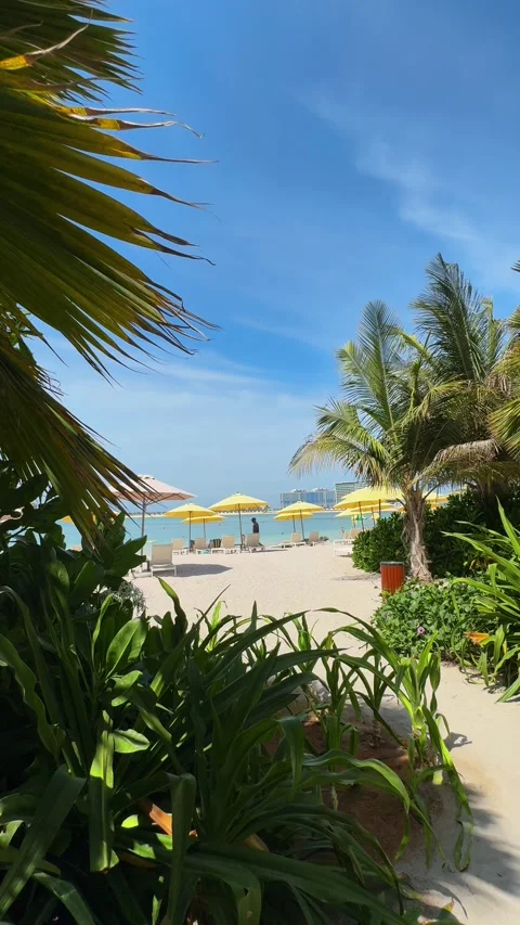 Palm trees in the resort, palm trees leaves with blue  sky Stock Footage 273134789