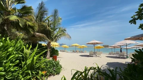 Palm trees in the resort, palm trees leaves with blue  sky Stock Footage 273134790