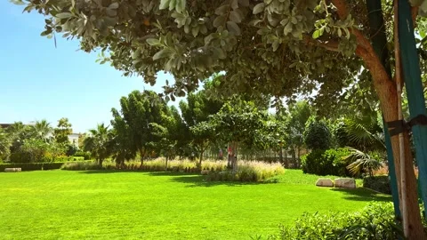 Palm trees in the resort, palm trees leaves with blue  sky Stock Footage 273134792