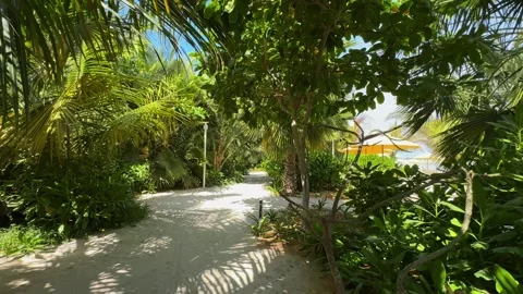 Palm trees in the resort, palm trees leaves with blue  sky Stock Footage 273134793