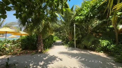 Palm trees in the resort, palm trees leaves with blue  sky Stock Footage 273134797