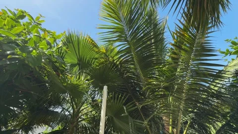 Palm trees in the resort, palm trees leaves with blue  sky Stock Footage 273134802